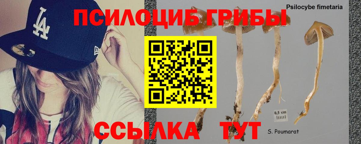 дарнет шоп  Псилоцибиновые грибы Magic Shrooms  Вход с VPN  Фрязино 